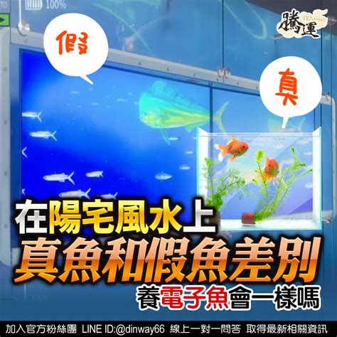 套房養魚|【房間可以養魚嗎】房間可以養魚嗎？風水教你避開5禁忌，財運。